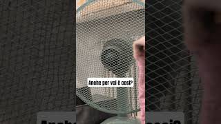 Il Mio Migliore Amico In Questo Momento