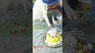 Happy birthday to Lexi🎂✨ #birthday #pets #husky #cute #dogs #petlover #indianspitz #dogshorts #soft