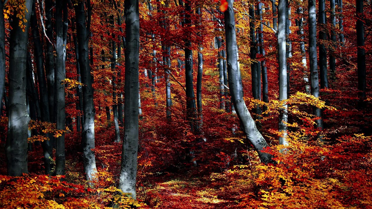 🍂 Amber Morning Mist 🎹 Uplifting Nature Piano ☀️ Relax Study Work