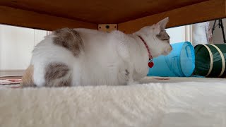 お兄ちゃんを観察して毛繕いの真似をする妹猫