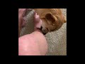 Cute Dog FOX Helping Dry His Mama's Legs off with Licks