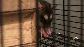 キタオポッサムの毛皮　１点もの Gray four-eyed opossum (Izu Shaboten Zoo, Shizuoka, Japan) October