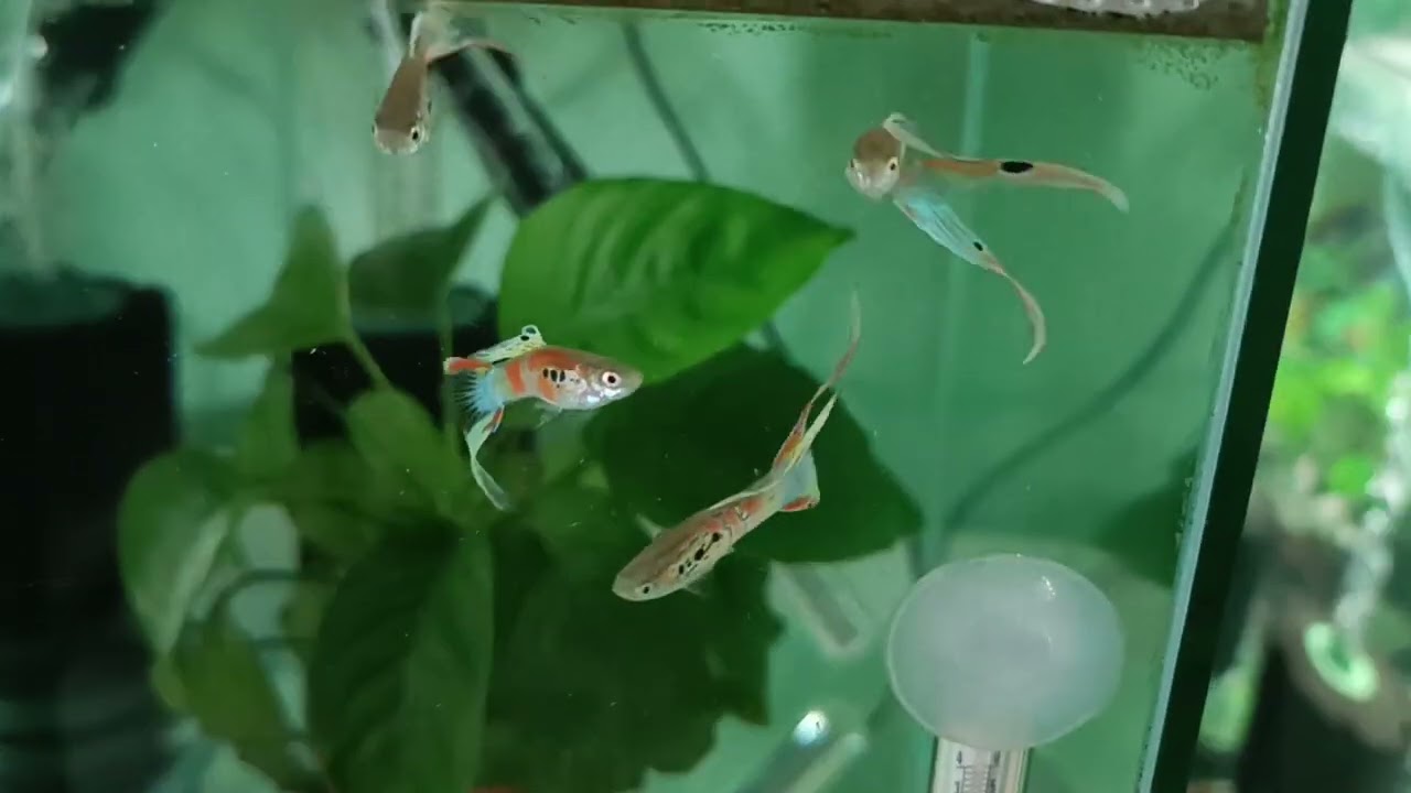 Guppy - Multicolor Double Tail