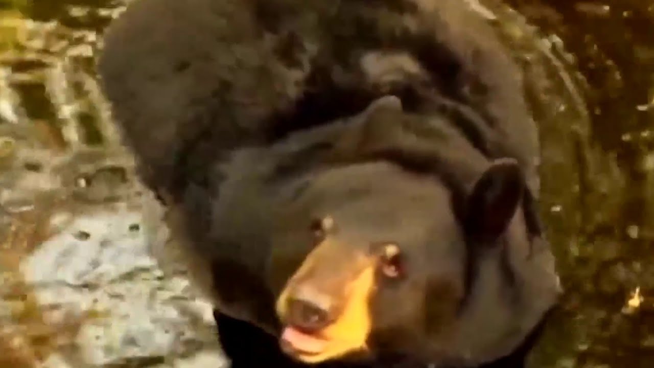 Bear hunt plans debated on Wednesday in Ocala