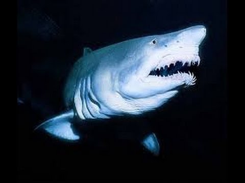 shark reef aquarium bbc