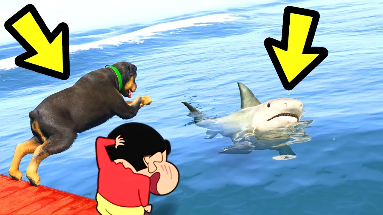 GTA 5 CHOP VS SHARK WHO SURVIVES WITH SHINCHAN