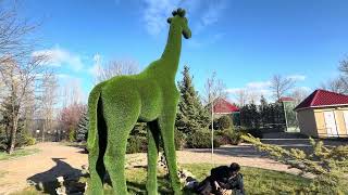 СМЕШНО! Самец павлина стал ухаживать за нашими девчонками Анфисой и Николь❤️