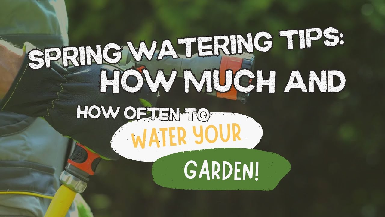 Spring Watering Tips: How Much and How Often to Water Your Garden!