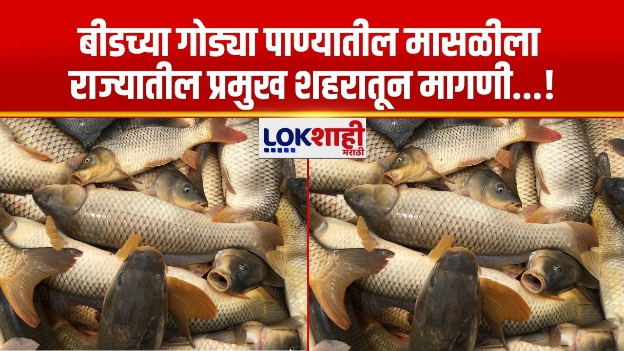 Beed | बीडच्या गोड्या पाण्यातील मासळीला राज्यातील प्रमुख शहरातून मागणी...!
