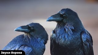 Звуки птиц ВОРОНА/ Как кричит и говорит ворона / Голоса птиц