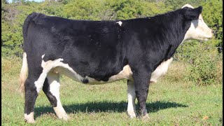 Registered Simmental Heifer Online at Tays Realty & Auction, LLC