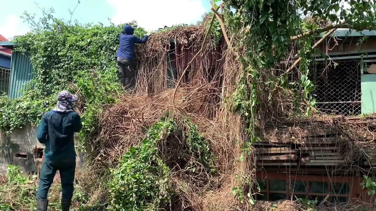 Эффектное преображение заброшенной фабрики с заросшими деревьями, неожиданные результаты