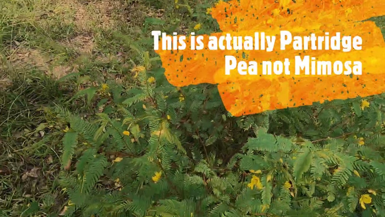partridge pea