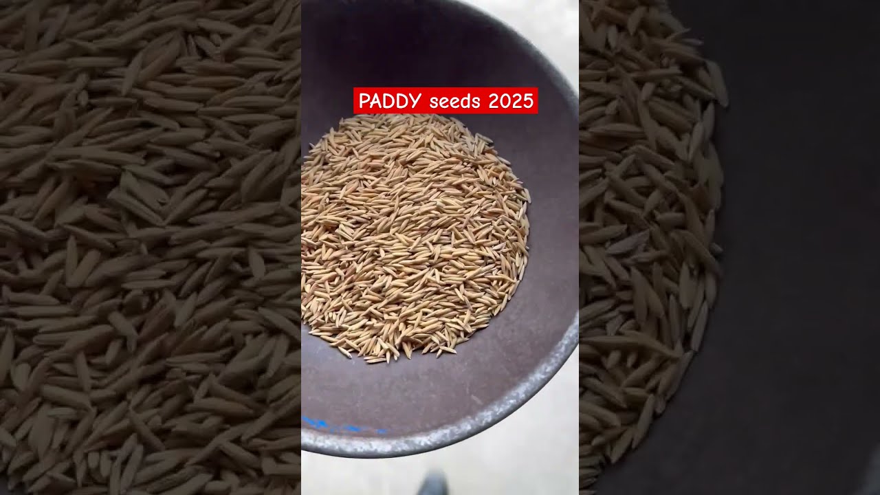  Paddy Rice Seeds 2025