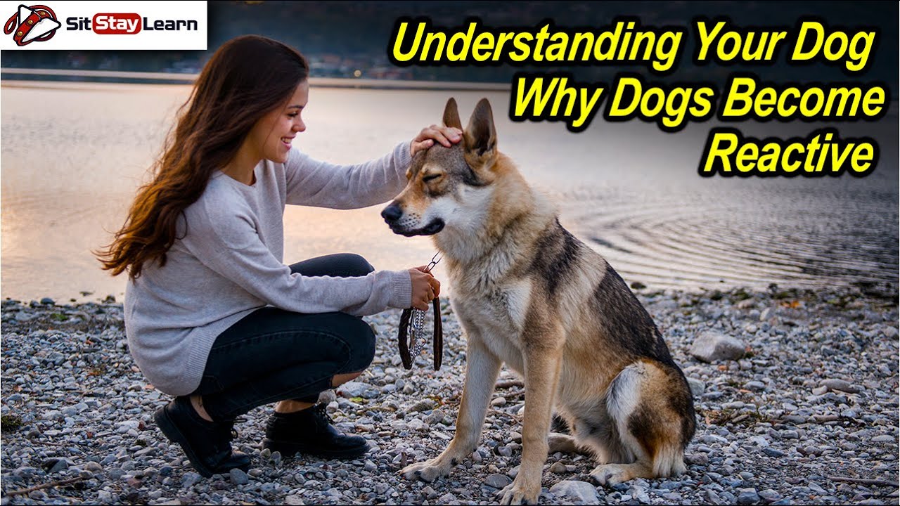 understanding-your-dog-why-dogs-become-reactive-by-stephanie