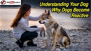 Understanding Your Dog - Why Dogs Become Reactive by Stephanie Vichinsky