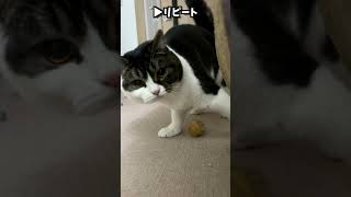 想像以上に近いところから出てきた猫w #shorts