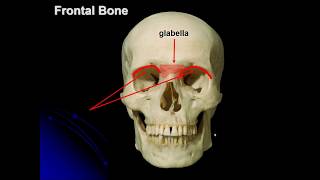 SEXTON BIOL 2401 LAB SKULL-CRANIAL BONES