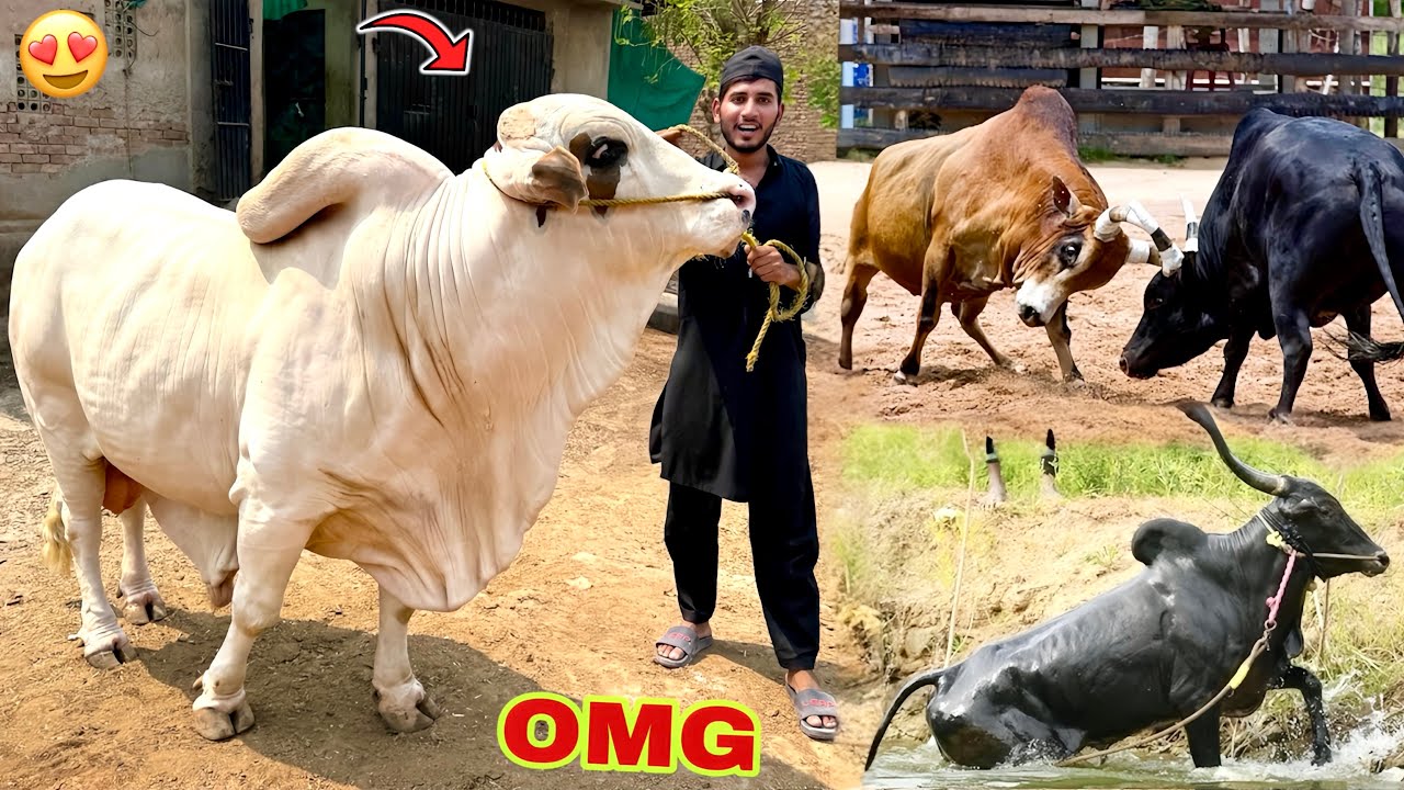 Hum Qurbani Ka Janwar Le Rhy Hen😍