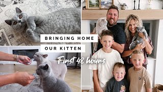 BRINGING HOME OUR SECOND BRITISH SHORTHAIR KITTEN | FIRST 48 HOURS AND INTRODUCING HIM TO OUR CAT