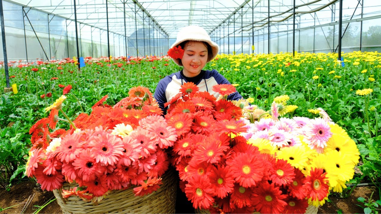 Harvesting Gerbera flower & Goes To Market Sell - Cooking, Farm, Gardening, Daily Life, Tieu Lien