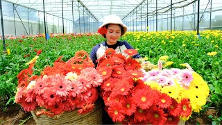 Harvesting Gerbera flower & Goes To Market Sell - Cooking, Farm, Gardening, Daily Life, Tieu Lien
