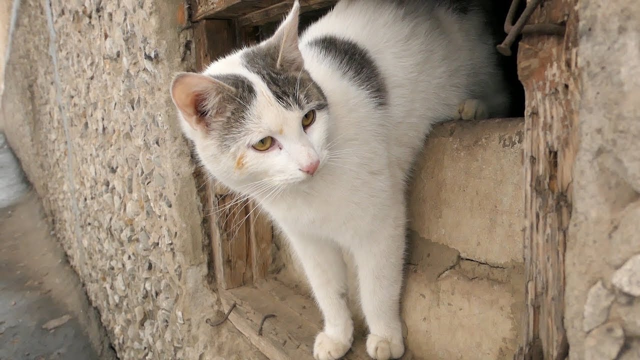 robin seplut wikipedia Cats meow as always from the basement