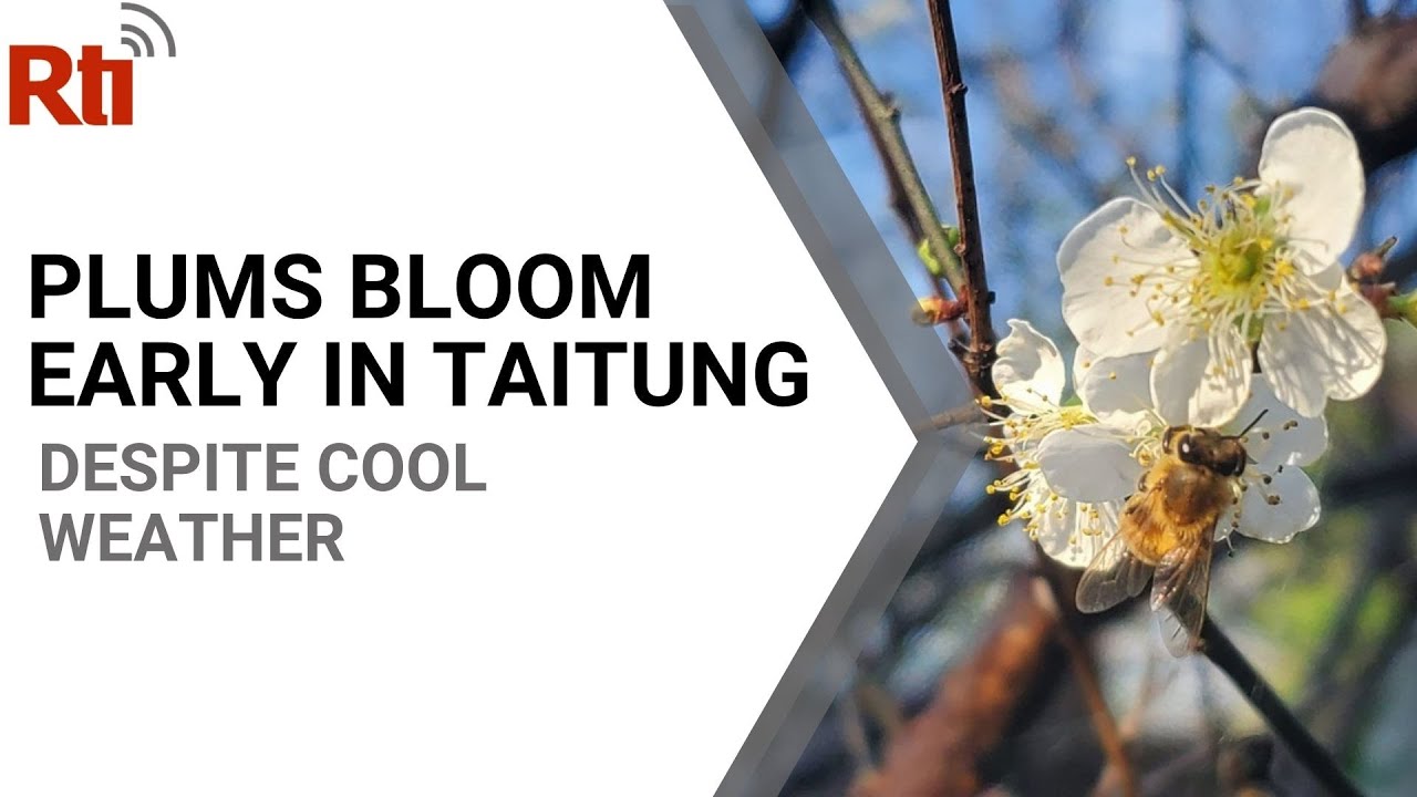Taitung plum blossoms bloom early | Taiwan News | RTI