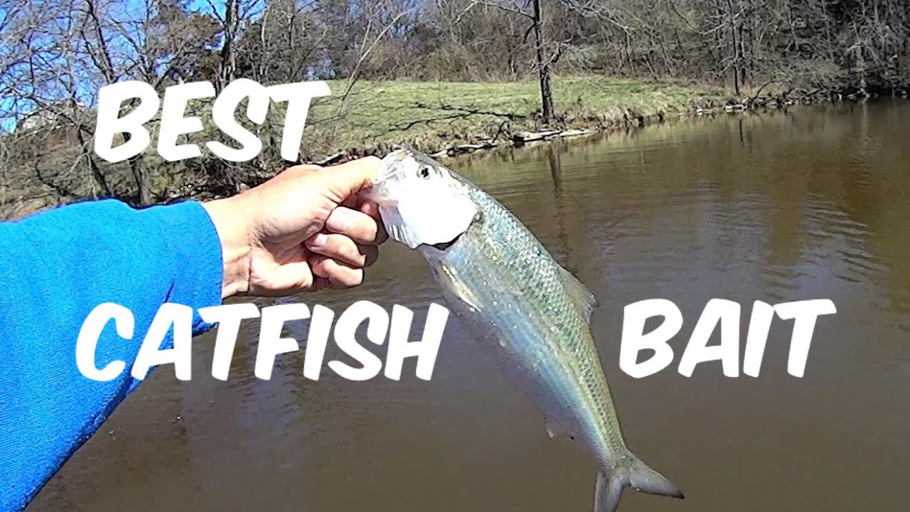 Loading Up On The BEST Catfish Bait  How To Catch Skipjack Herring 