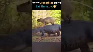 The Real Reason Why Crocodiles Don't Eat Capybaras! 🤯🐊 #shorts #capybara #wildlife