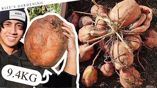 MONSTER 51KG/112LBS HARVEST FROM 1 SLIP! (2025 Giant Sweet Potato Attempt!)(1/3) - 220 Days