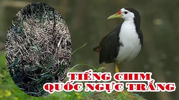 Tiếng Quốc Ngực trắng bản chuẩn mới nâng cấp ăn chim