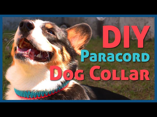 Paracord Dog Collar Tutorial—Easy! 