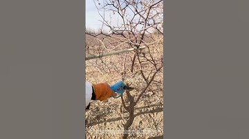 Winter Pruning Techniques for Jujube Trees