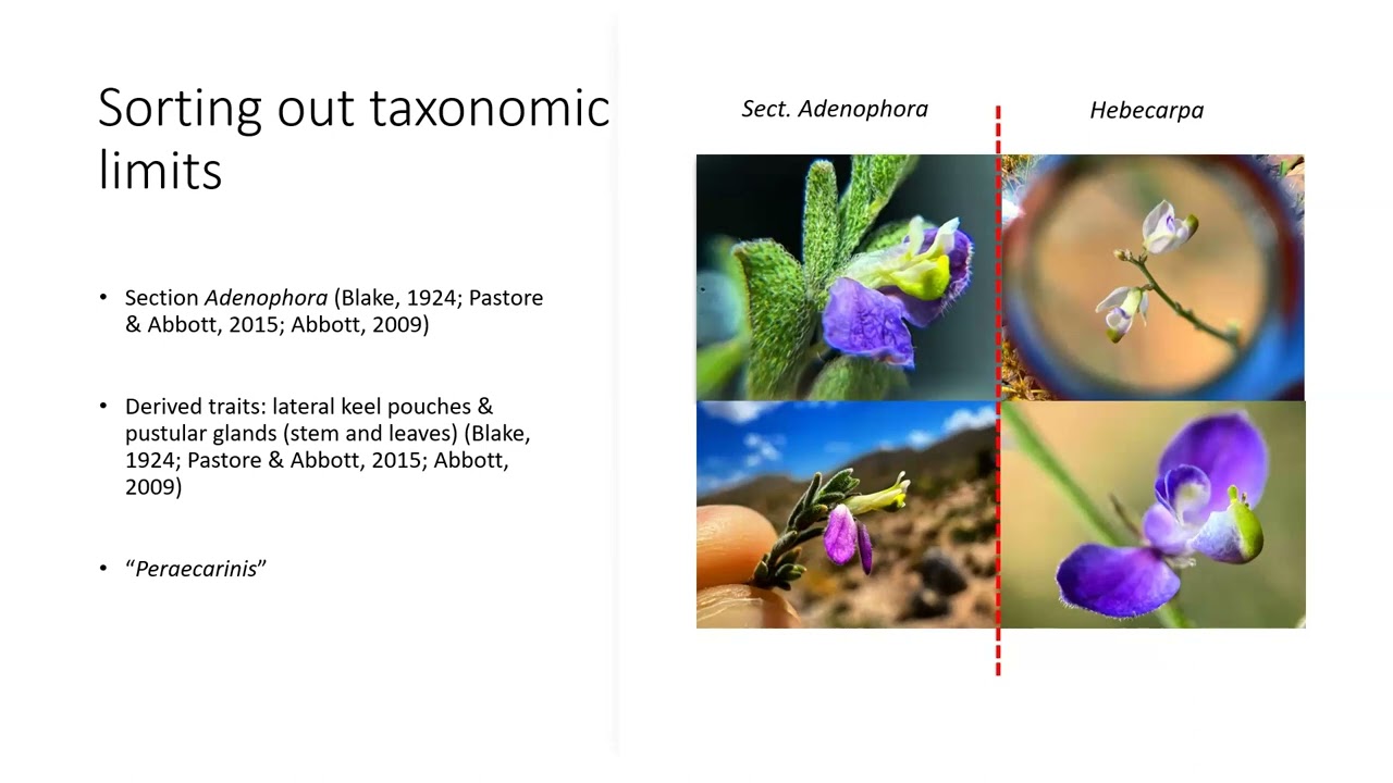 Phylogenetics & Population Genomics in the Milkwort genus Hebecarpa (Polygalaceae)