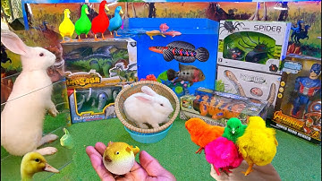 Bắt cá cảnh dễ thương, gà cầu vồng, thỏ, rùa, cá da trơn, cá sấu, rắn, cá vàng