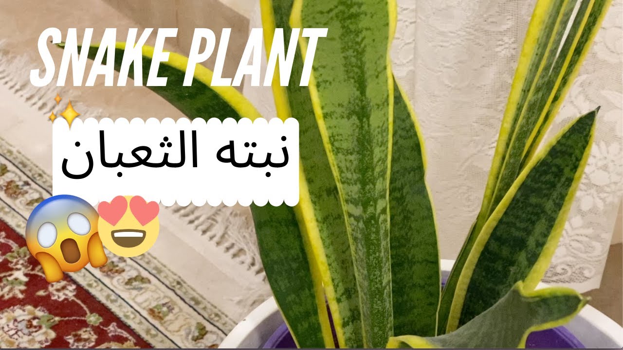كيف تعتني بنبتة snake plant YouTube