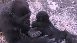 危険がいっぱいの赤ちゃんゴリラのパトロール💗キンタロウ１0ヶ月【京都市動物園】