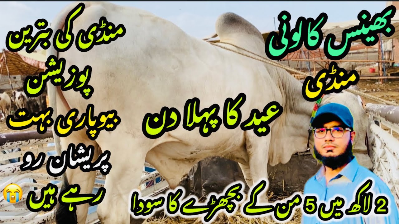 Bhains Colony Mandi Karachi Cattle Rates Update❤️ || 7 june 2025 || Cow Mandi 2025 💫
