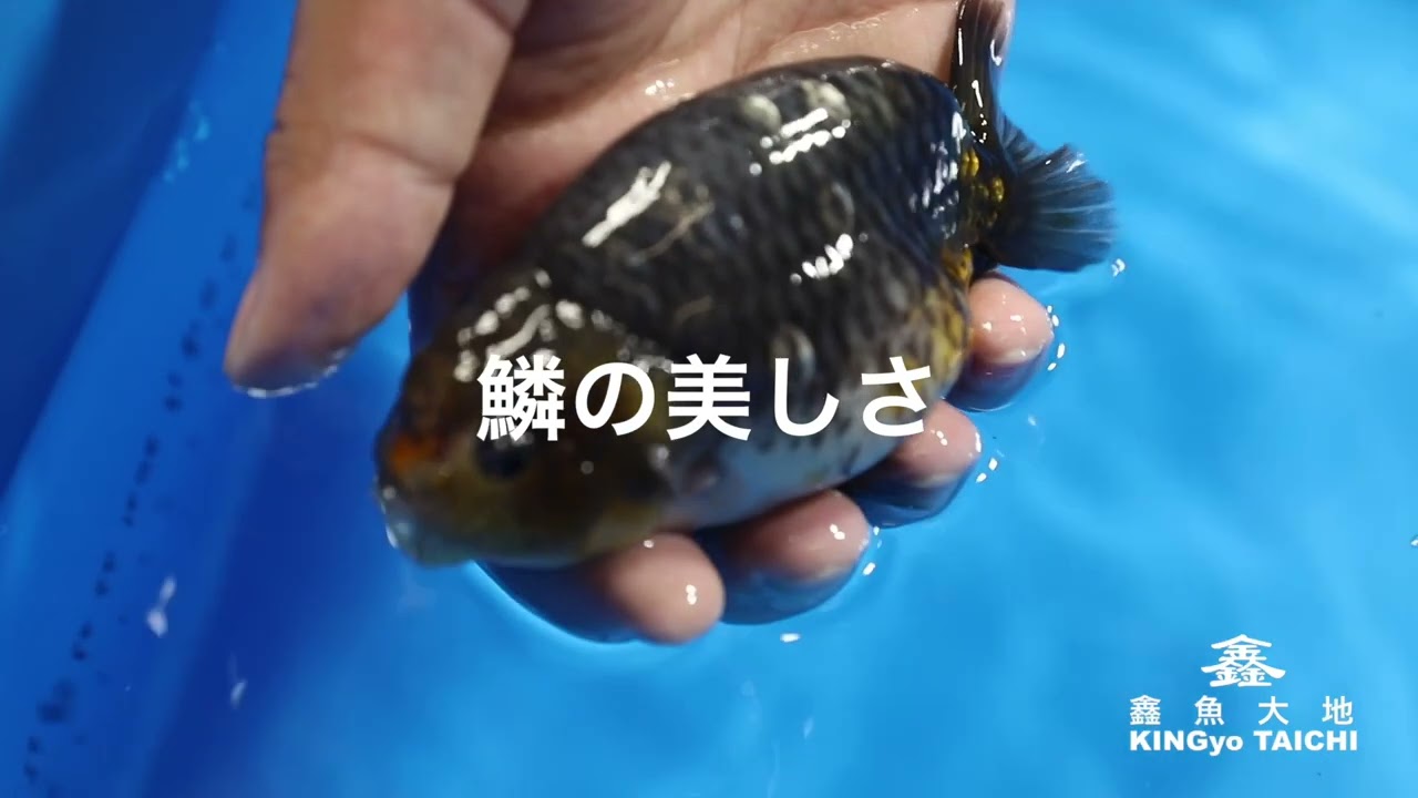 30件表示 フラワー・ガーデニング 極小太幹 明美の月 11cm