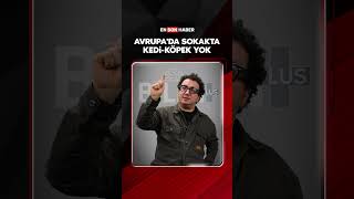 Avrupada Sokakta Kedi Köpek Yok