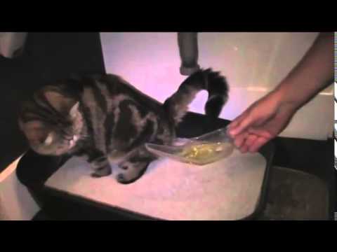 Video: Kristallen In De Urine Bij Katten