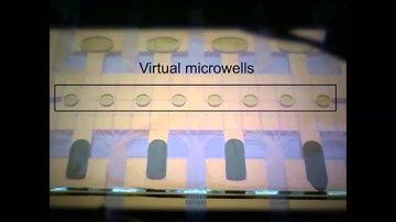 Digital microfluidic immunocytochemistry in single cells