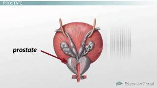 Male Reproductive System Accessory Gland Functions  YouTube 4