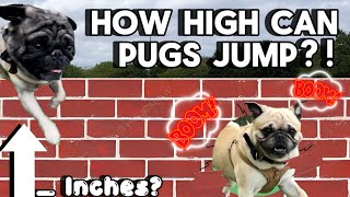 How High Can Pugs Jump? | Pug VS Pug VS Cat!!