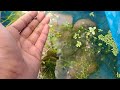 water plant #aquarium #fish # siam fishzone
