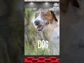 Animal Sounds For Kids | Pet Animals | Pets | #animals #kidsvideo #learning #animalsounds #kids