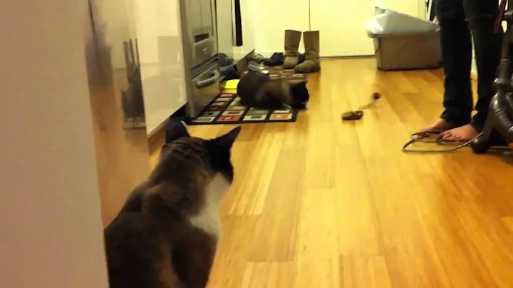 Watch the video about Snowshoe cat playing tetherball