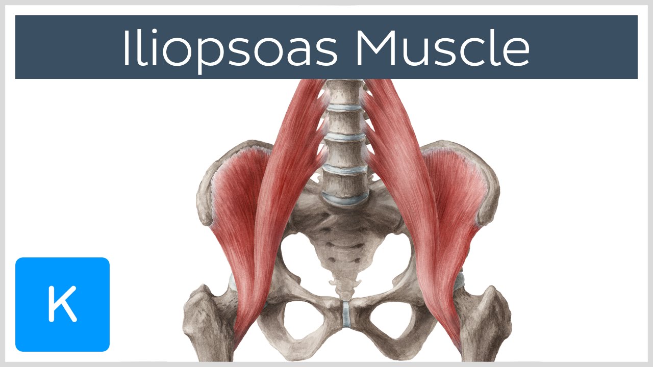 Iliopsoas Muscle: Action / Function, Anatomy & Innervation - Human