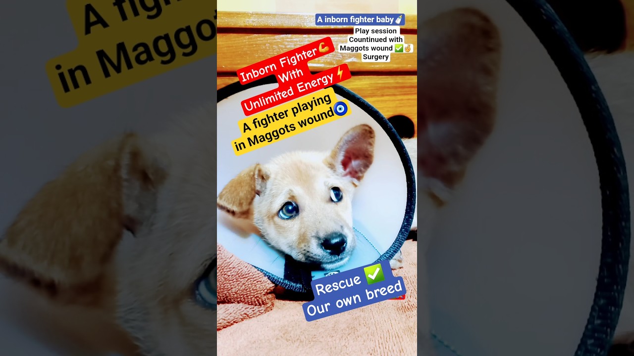 playtime with my puppy 🤞my baby dog / pet mom life / Adopting an indie 